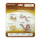 Safari ltd Safariology Life Cycle Of A Worm