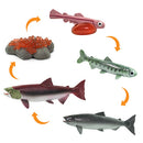 Safari Ltd Safariology Life Cycle Of A Salmon can be purchased online and in any of the Pret-À-Play.